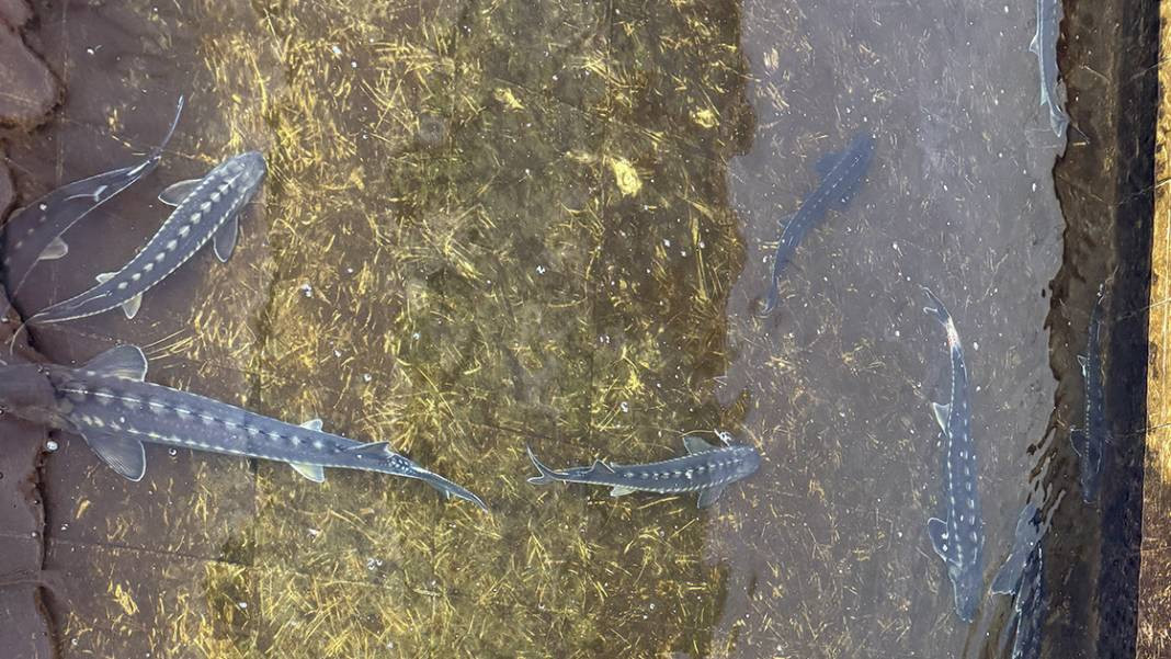 Havyarıyla ünlü balığı Bolu'da yetiştirdiler - Resim: 4